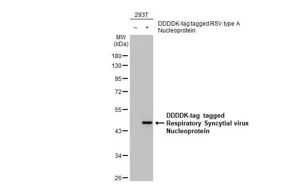 Respiratory Syncytial Virus Nucleoprotein Antibody (HL1245) - Azide and BSA Free