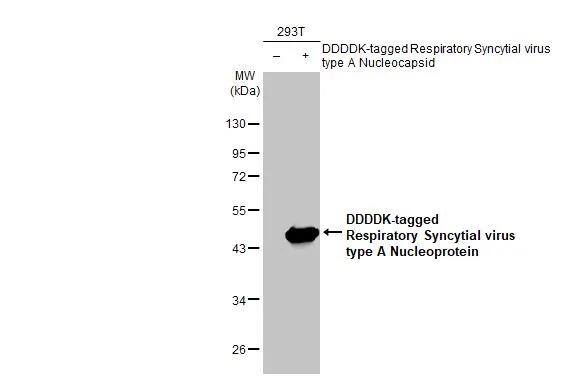 Respiratory Syncytial Virus Nucleoprotein Antibody (HL1246) - Azide and BSA Free
