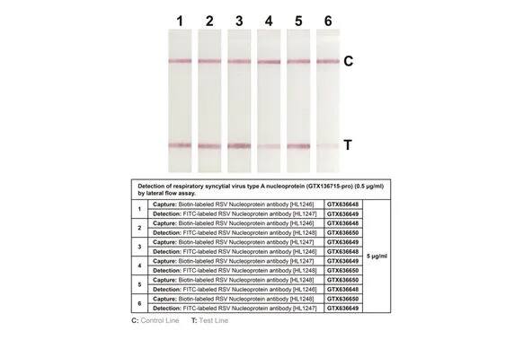 Respiratory Syncytial Virus Nucleoprotein Antibody (HL1248) - Azide and BSA Free