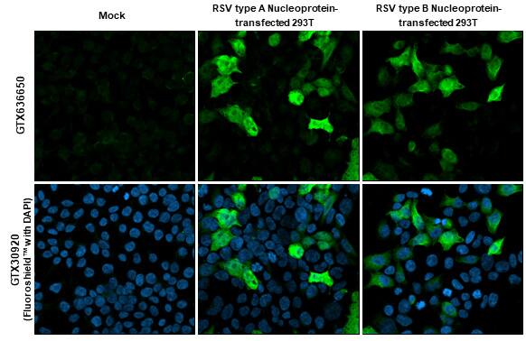 Respiratory Syncytial Virus Nucleoprotein Antibody (HL1248) - Azide and BSA Free