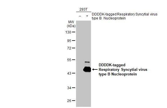 Respiratory Syncytial Virus Nucleoprotein Antibody (HL1248) - Azide and BSA Free