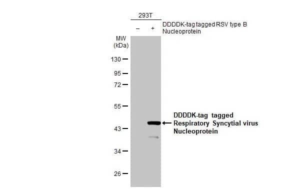Respiratory Syncytial Virus Nucleoprotein Antibody (HL1291) - Azide and BSA Free