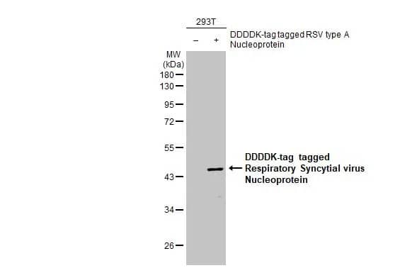 Respiratory Syncytial Virus Nucleoprotein Antibody (HL1291) - Azide and BSA Free