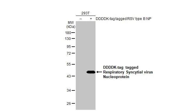 Respiratory Syncytial Virus Nucleoprotein Antibody (HL1295) - Azide and BSA Free
