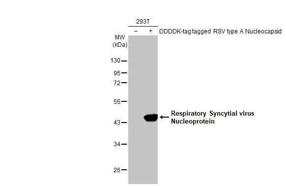 Respiratory Syncytial Virus Nucleoprotein Antibody (HL1295) - Azide and BSA Free