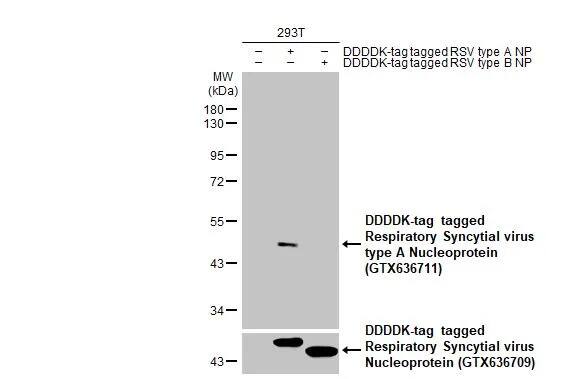 Respiratory Syncytial Virus Nucleoprotein Antibody (HL1297) - Azide and BSA Free