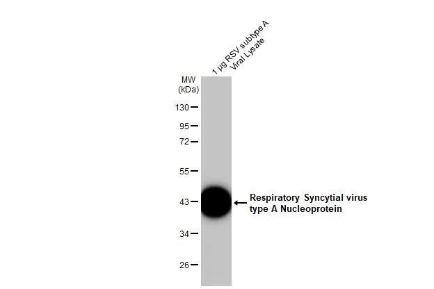 Respiratory Syncytial Virus Nucleoprotein Antibody (HL1297) - Azide and BSA Free