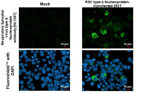 Respiratory Syncytial Virus Nucleoprotein Antibody (HL1297) - Azide and BSA Free