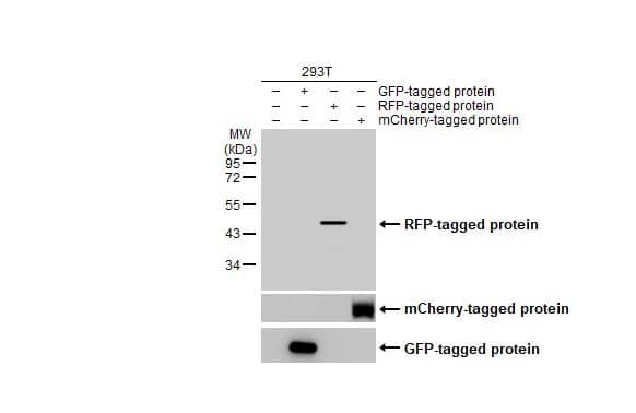 RFP Antibody (HL2028) - Azide and BSA Free