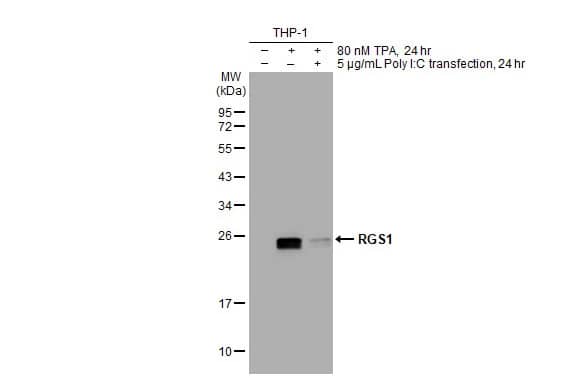 RGS1 Antibody (HL1402) - Azide and BSA Free