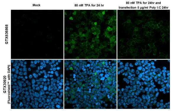 RGS1 Antibody (HL1402) - Azide and BSA Free