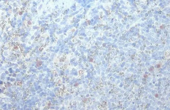 RGS1 Antibody (HL1402) - Azide and BSA Free