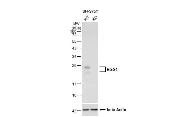 RGS4 Antibody (HL1522) - Azide and BSA Free