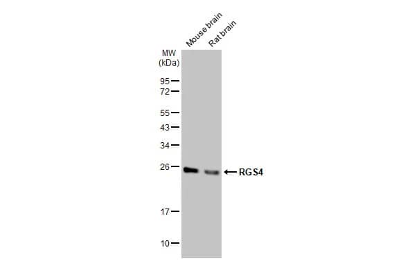 RGS4 Antibody (HL1522) - Azide and BSA Free