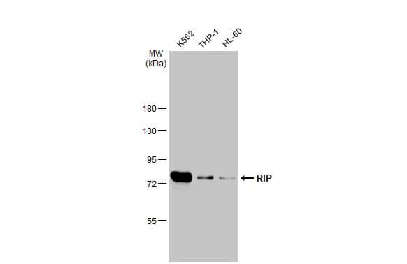 RIPK1/RIP1 Antibody (HL2250) - Azide and BSA Free