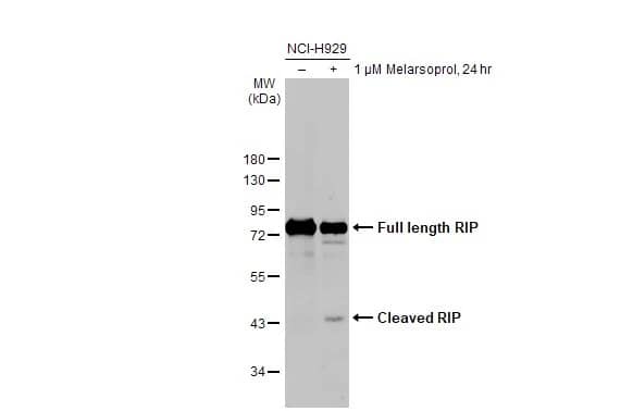 RIPK1/RIP1 Antibody (HL2250) - Azide and BSA Free