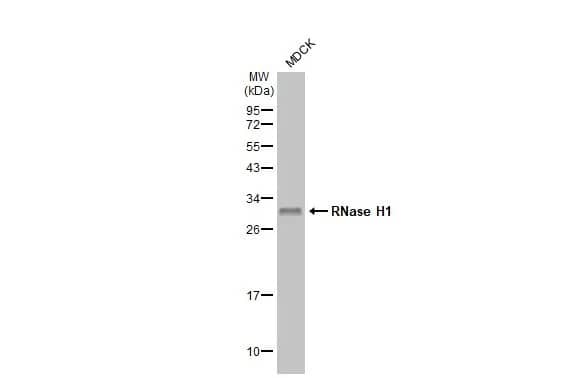 RNase H1 Antibody (HL2343) - Azide and BSA Free