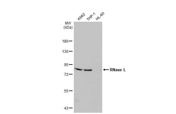 RNase L Antibody (HL2340) - Azide and BSA Free