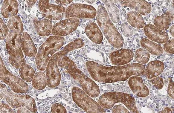 RNase L Antibody (HL2340) - Azide and BSA Free