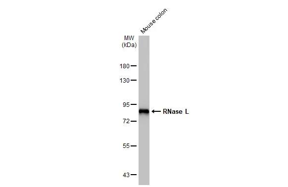RNase L Antibody (HL2341) - Azide and BSA Free