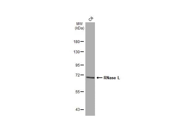 RNase L Antibody (HL2341) - Azide and BSA Free