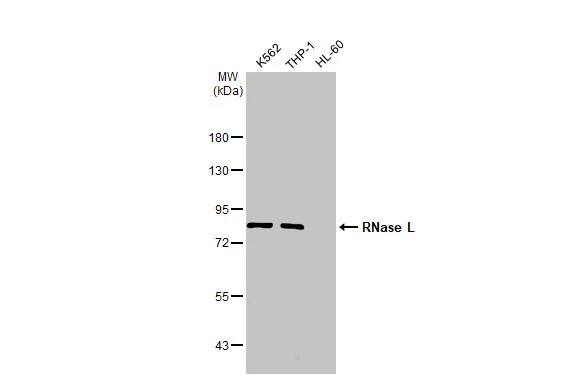 RNase L Antibody (HL2341) - Azide and BSA Free