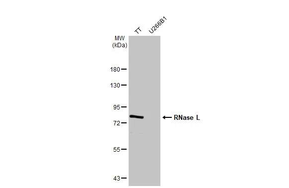 RNase L Antibody (HL2341) - Azide and BSA Free