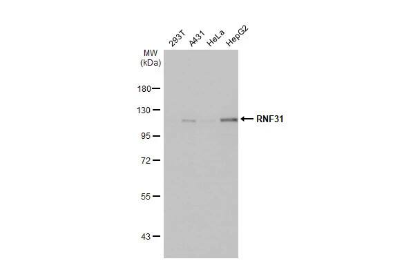 HOIP/RNF31 Antibody (HL2295) - Azide and BSA Free