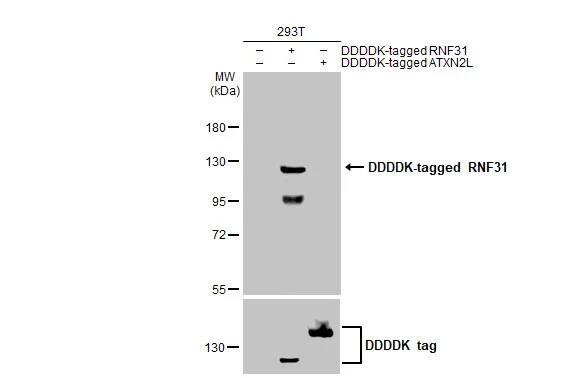 HOIP/RNF31 Antibody (HL2295) - Azide and BSA Free