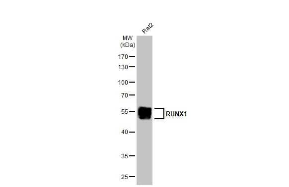 RUNX1/CBFA2 Antibody (HL2211) - Azide and BSA Free