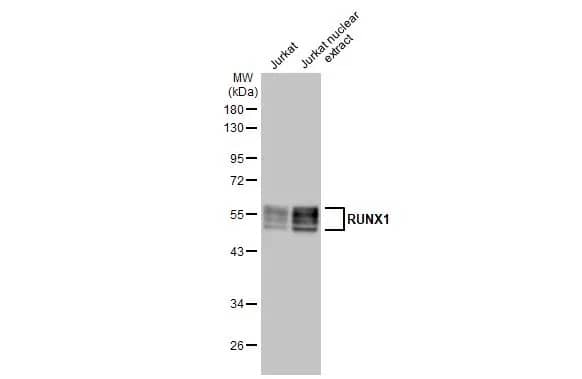 RUNX1/CBFA2 Antibody (HL2211) - Azide and BSA Free