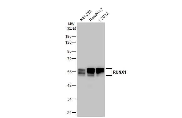 RUNX1/CBFA2 Antibody (HL2211) - Azide and BSA Free