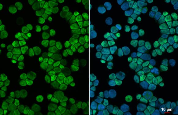RUNX1/CBFA2 Antibody (HL2211) - Azide and BSA Free