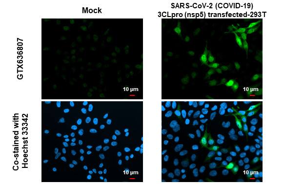 SARS-CoV-2 3CL Protease Antibody (HL1367) - Azide and BSA Free