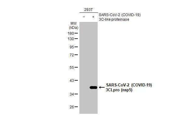 SARS-CoV-2 3CL Protease Antibody (HL1367) - Azide and BSA Free