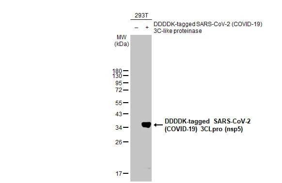 SARS-CoV-2 3CL Protease Antibody (HL1367) - Azide and BSA Free