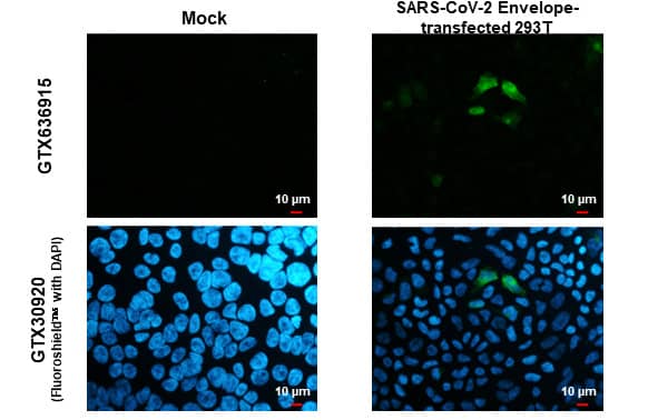 SARS-CoV-2 Envelope Antibody (HL1443) - Azide and BSA Free