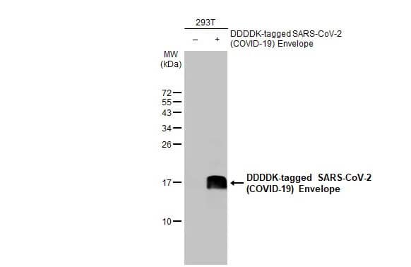 SARS-CoV-2 Envelope Antibody (HL1443) - Azide and BSA Free