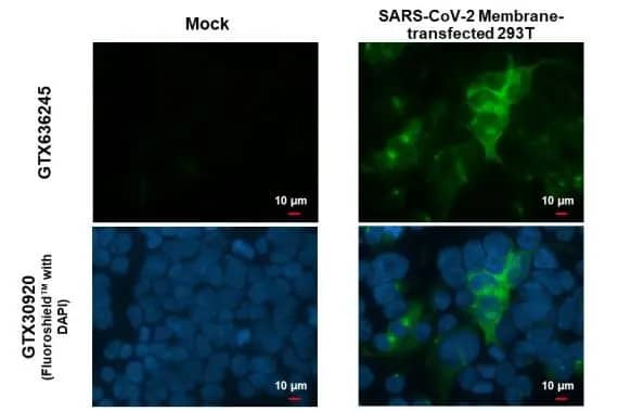 SARS-CoV-2 Membrane Protein Antibody (HL1087) - Azide and BSA Free