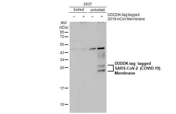 SARS-CoV-2 Membrane Protein Antibody (HL1087) - Azide and BSA Free