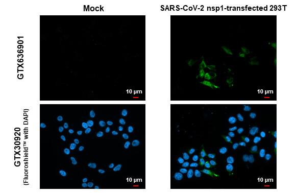 SARS-CoV-2 nsp1 Antibody (HL1435) - Azide and BSA Free