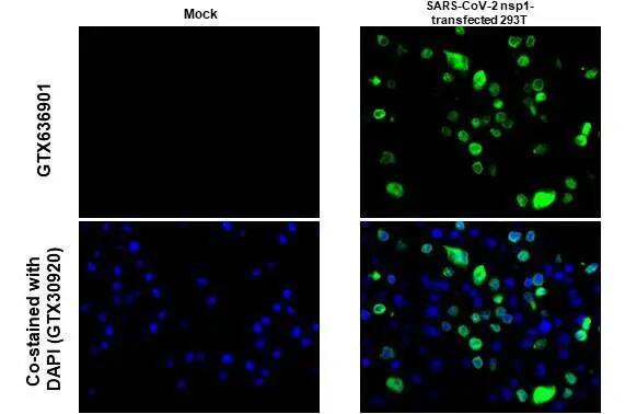 SARS-CoV-2 nsp1 Antibody (HL1435) - Azide and BSA Free