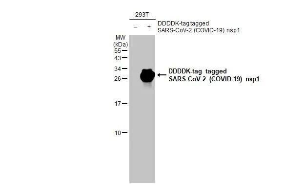 SARS-CoV-2 nsp1 Antibody (HL1435) - Azide and BSA Free