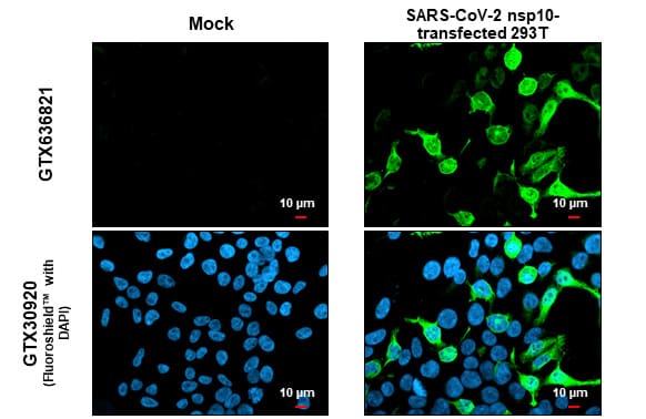 SARS-CoV-2 NSP10 Antibody (HL1381) - Azide and BSA Free