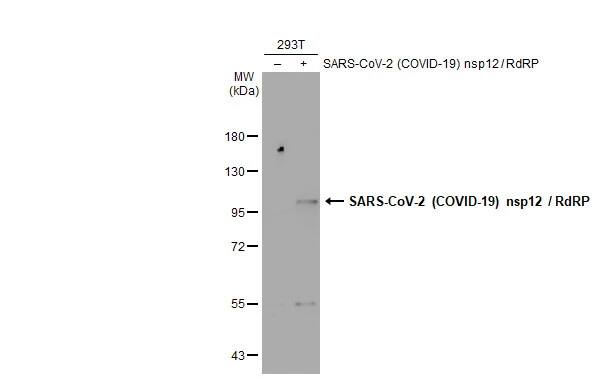 SARS-CoV-2 nsp12 Antibody - Azide and BSA Free