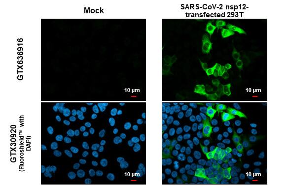 SARS-CoV-2 nsp12 Antibody (HL1444) - Azide and BSA Free