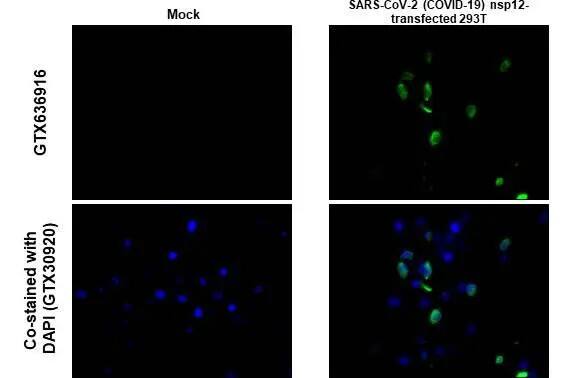 SARS-CoV-2 nsp12 Antibody (HL1444) - Azide and BSA Free