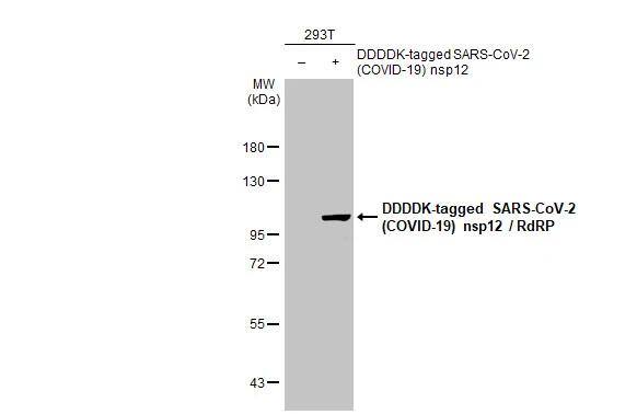 SARS-CoV-2 nsp12 Antibody (HL1444) - Azide and BSA Free