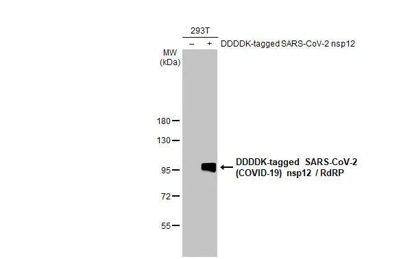SARS-CoV-2 nsp12 Antibody (HL2221) - Azide and BSA Free