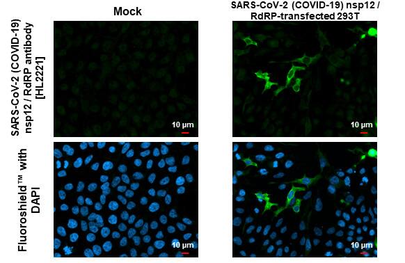 SARS-CoV-2 nsp12 Antibody (HL2221) - Azide and BSA Free